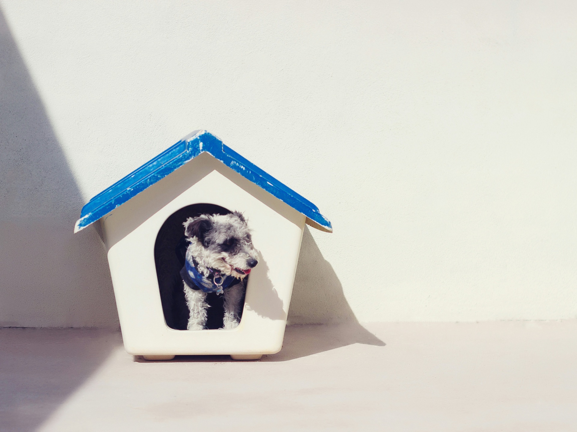 Dog in a dog house