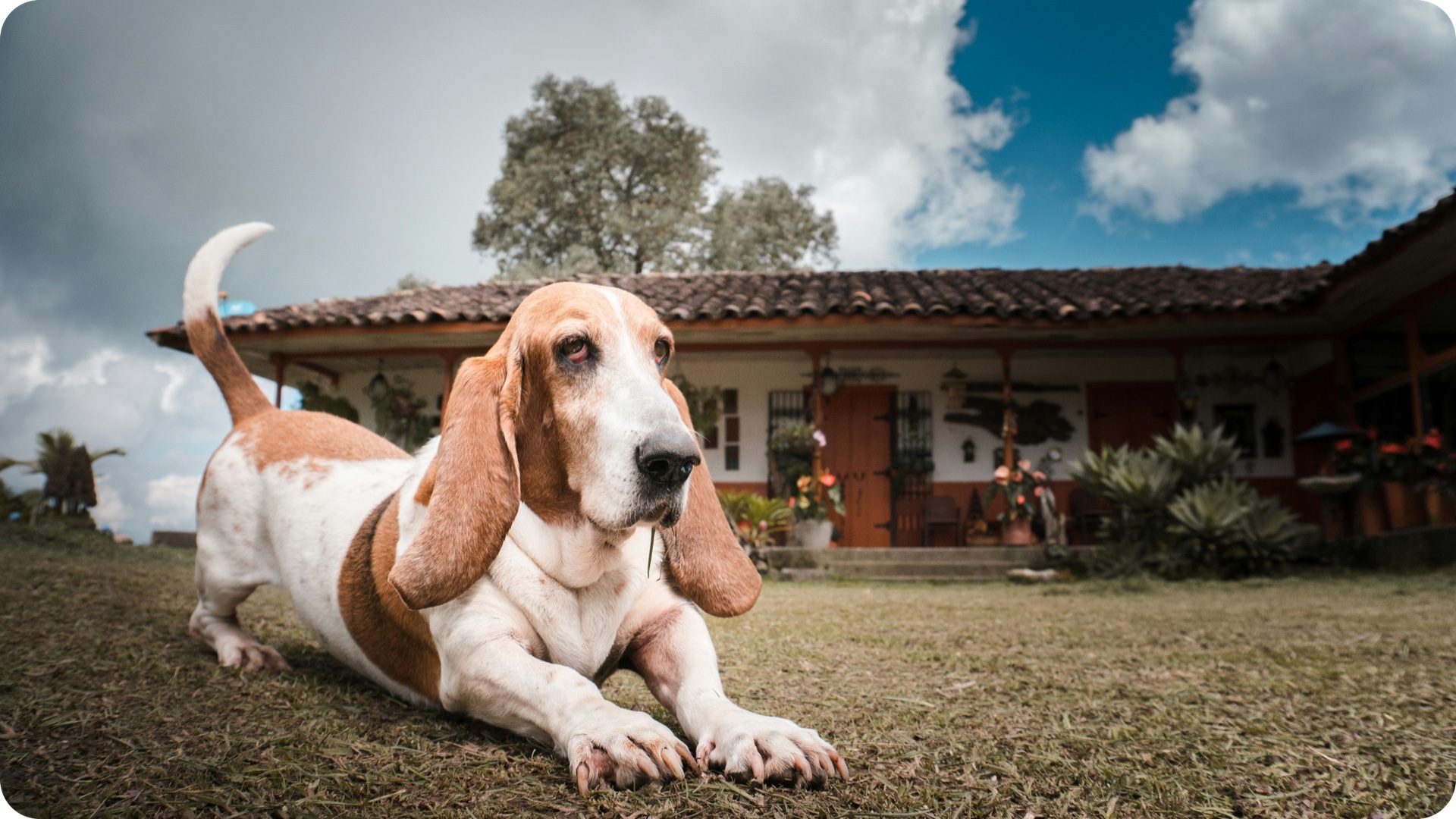 Hound lying in front of a house