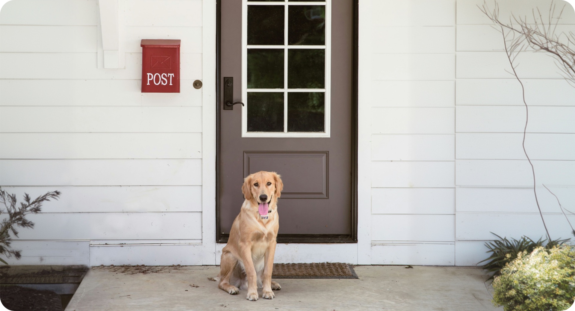 Dog waiting at the front door of a home